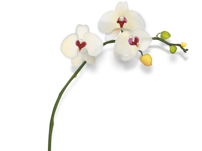 orchid3.png